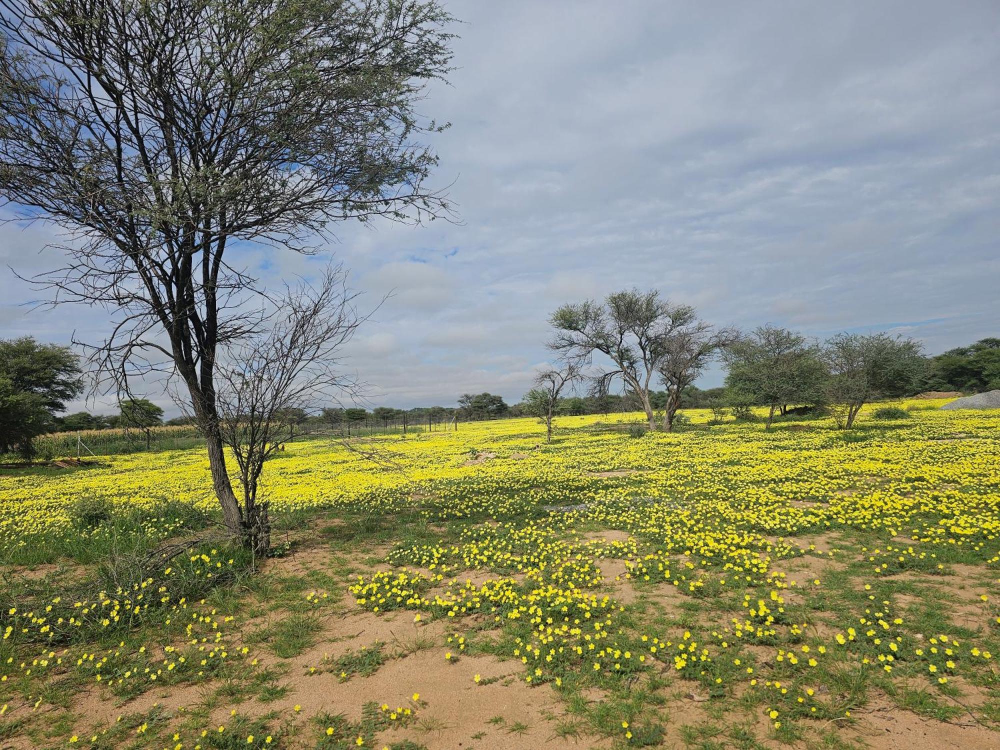 Kaoko Bush Lodge Kamanjab Экстерьер фото